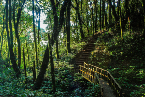 Doctor Heals_Nature Therapy 1