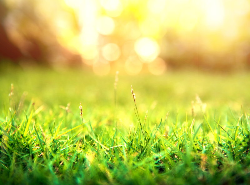 Doctor Heals Wellness Screening